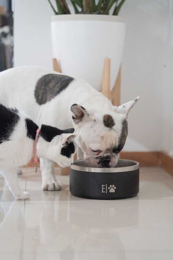 EVELANDO 64oz Stainless Steel Pet Bowl